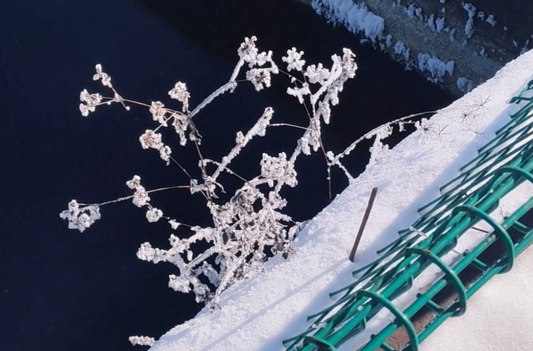 桓仁冷水鱼渔场